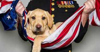 SPCA flagdog