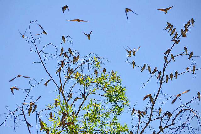 birds in tree cdfw