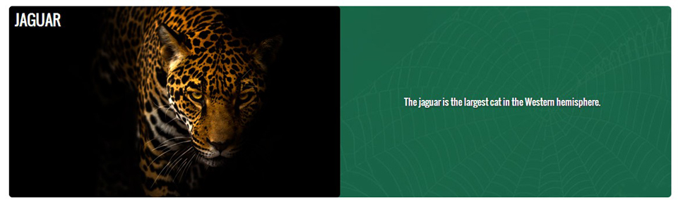 center for biological diversity jaguar