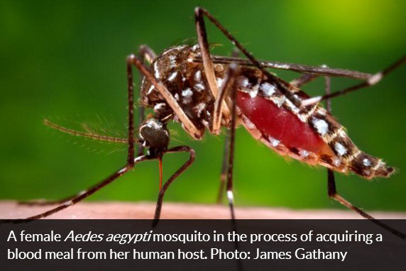 zika virus female aedes aegypti mosquito james gathany