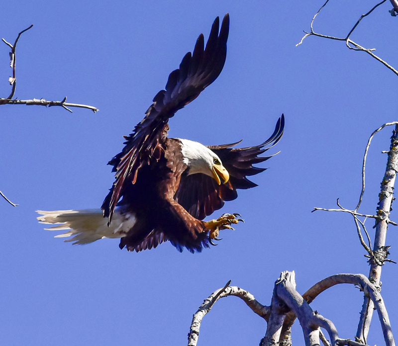 Sierra Art Trails Tricia Nickerson eagle