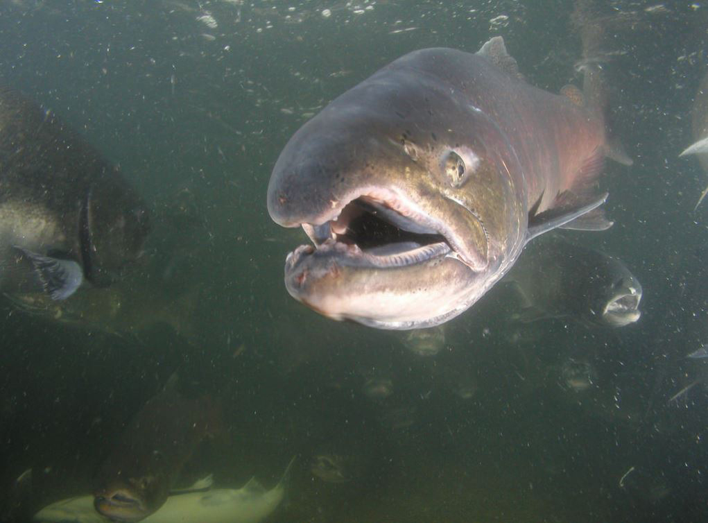 chinook salmon credit cdfw