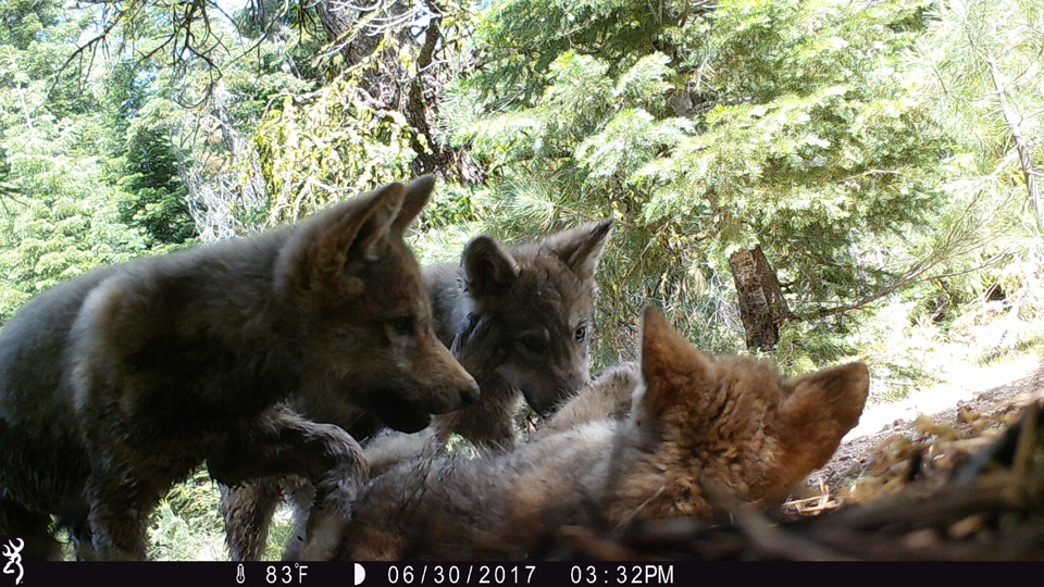 wolf pack in lassen county california credit usfs 3
