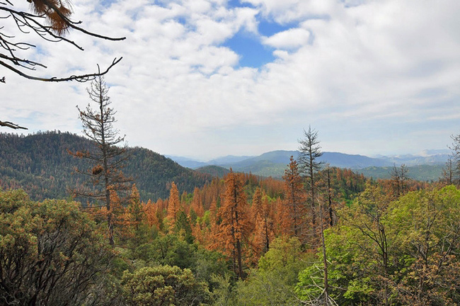 CA forest drought Wikimedia USFS