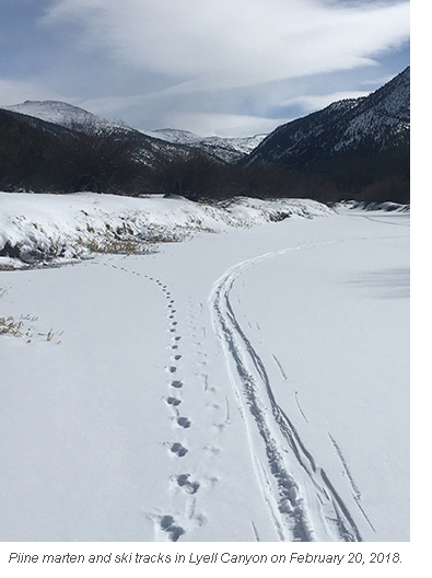 yosemite pine marten and ski tracks blog 2 21 2018