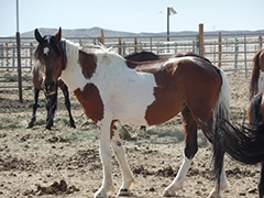 news california wild horse