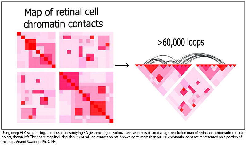 NIH 20221007 retinal cell lg1