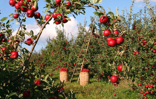 apples g3f3340542 farm
