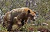 Bearks-small