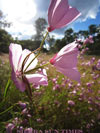 farewell-to-spring-lo-small
