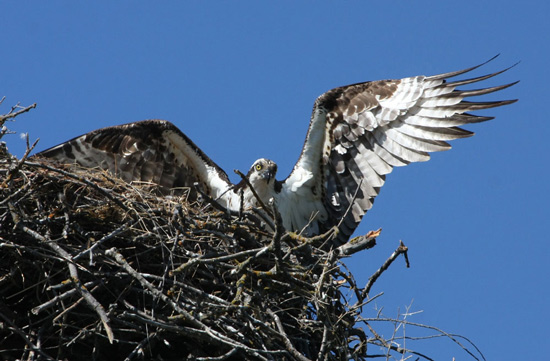 osprey-lg