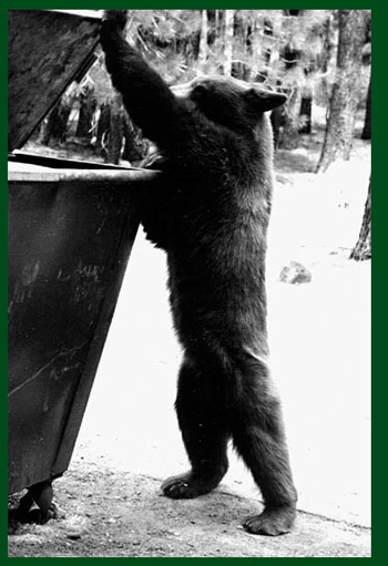 dumpster-bear