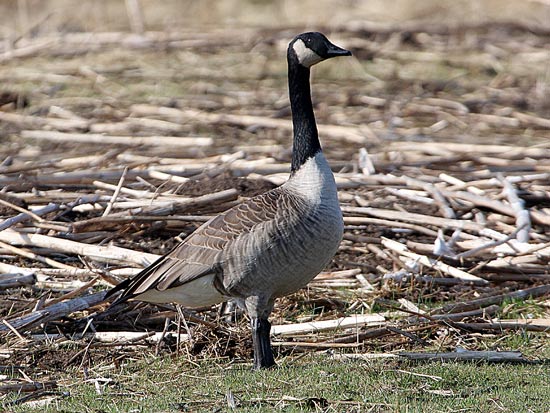 goose1