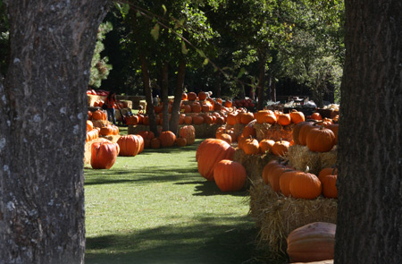 pumpkin3