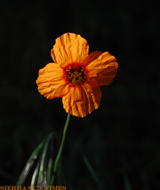 poppyks