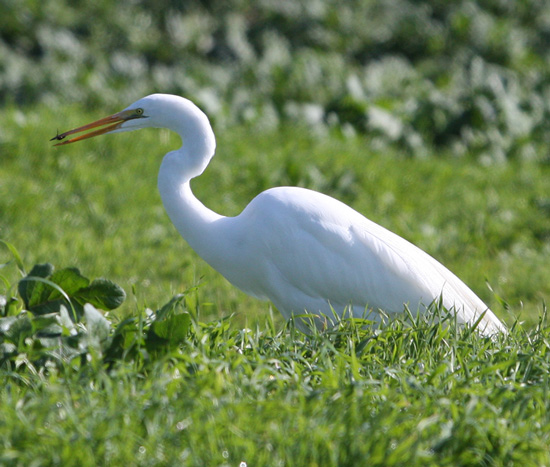 mercedwildliferefuge