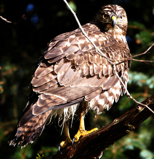 hawk19