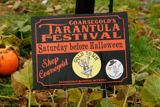 tarantula-festival-007