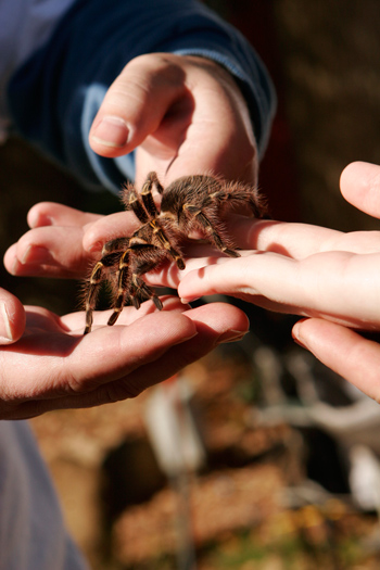tarantula-festival-134