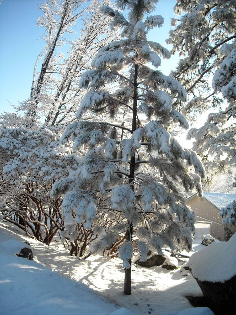 snow10-rf