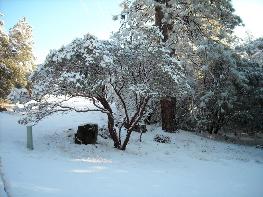 snow61-rf