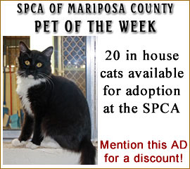 SPCA