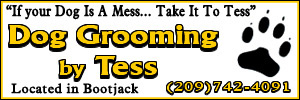 Dog-Grooming-by-Tess