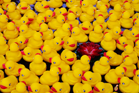 Gay-Abarbanell-YellowDucks-MidStateFair