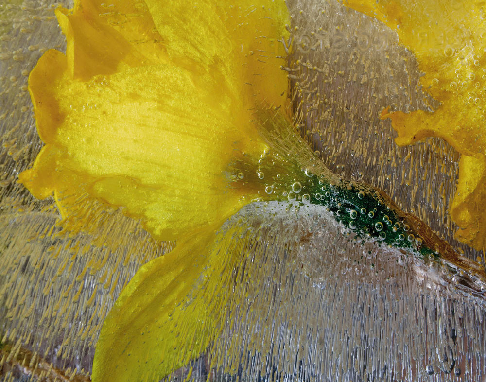 Michael-J-Costa-Daffodils
