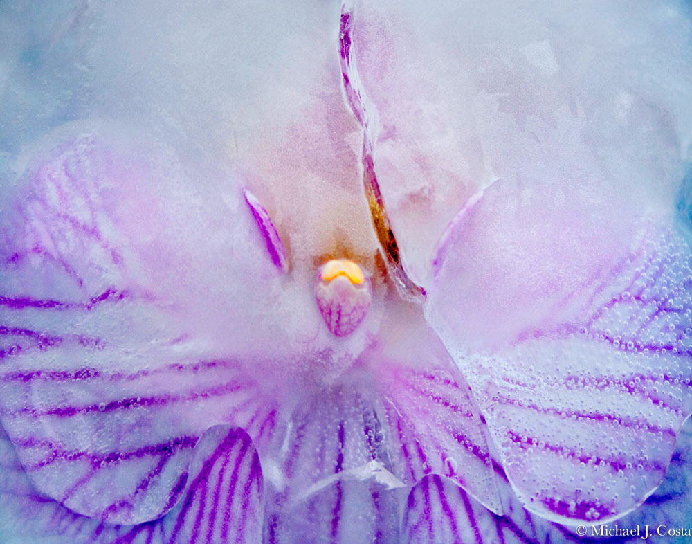 Michael-J-Costa-Orchid