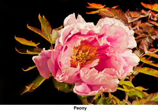 Robert-Chaponot-Peony