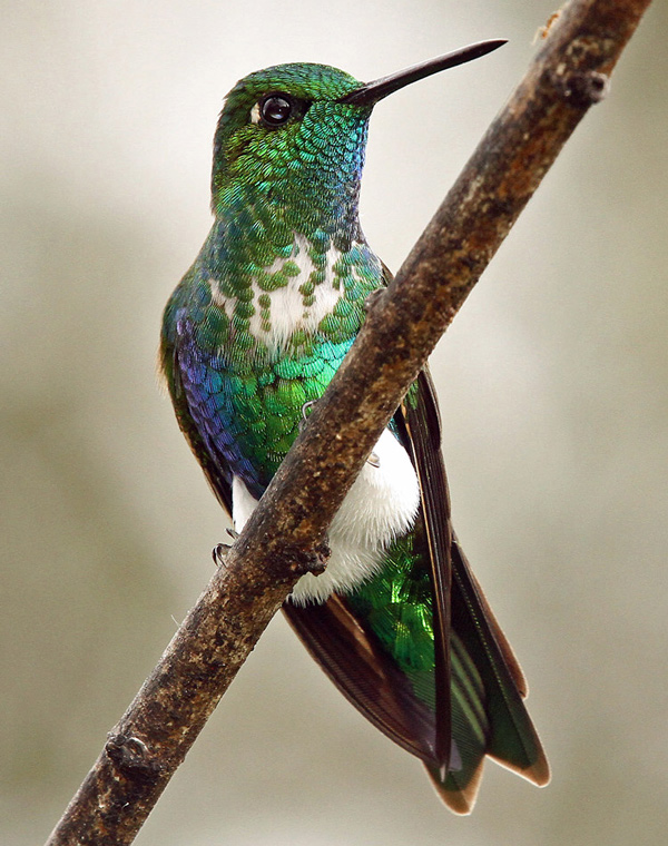 Emerald-Bellied-Puffleg