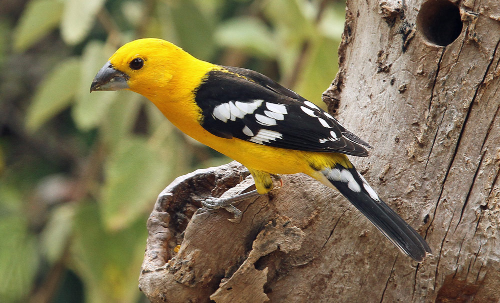 Golden-Bellied-Grosbeak