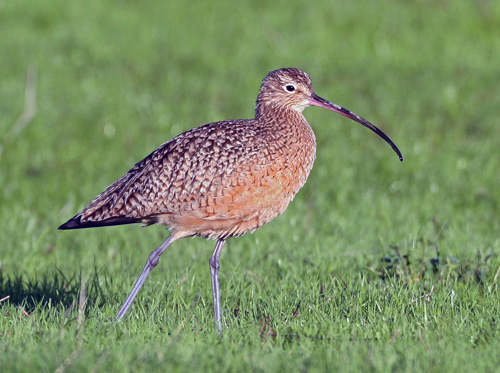 LongBilledCurlew