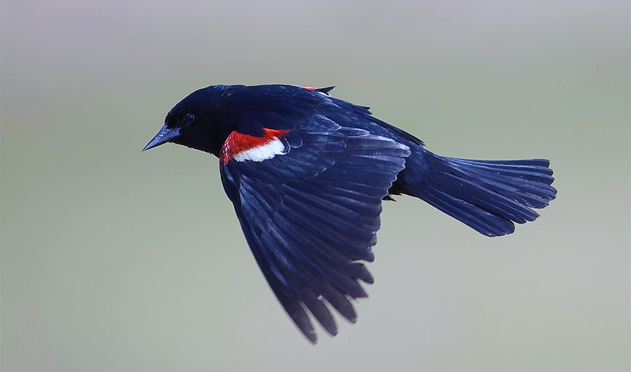 blackbird
