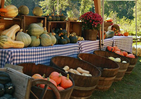 Jerseydale-Pumpkin-Patch-5