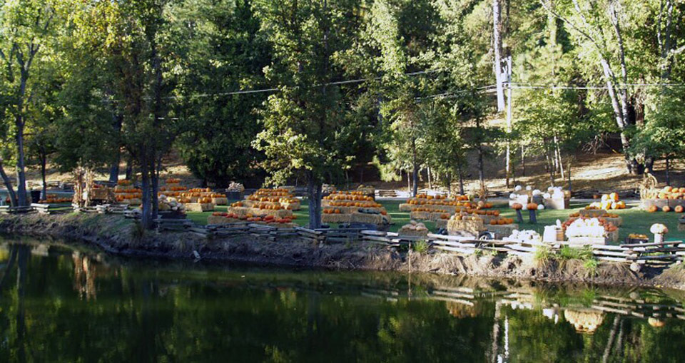 Jerseydale-Pumpkin-Patch-7