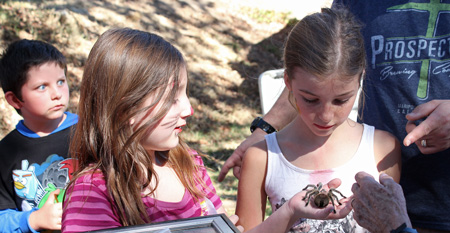 coarsegold-tarantula-festival-1
