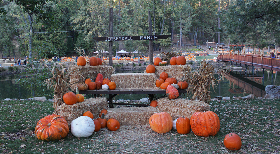 jerseydale-pumpkin-ranch-960