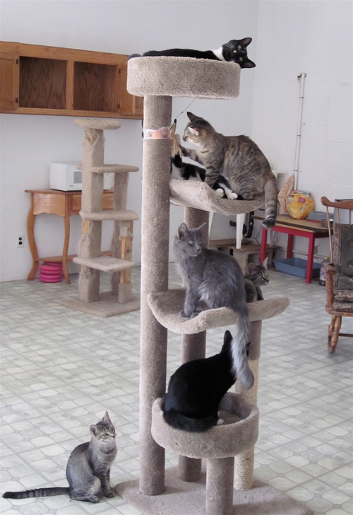 tree-cats