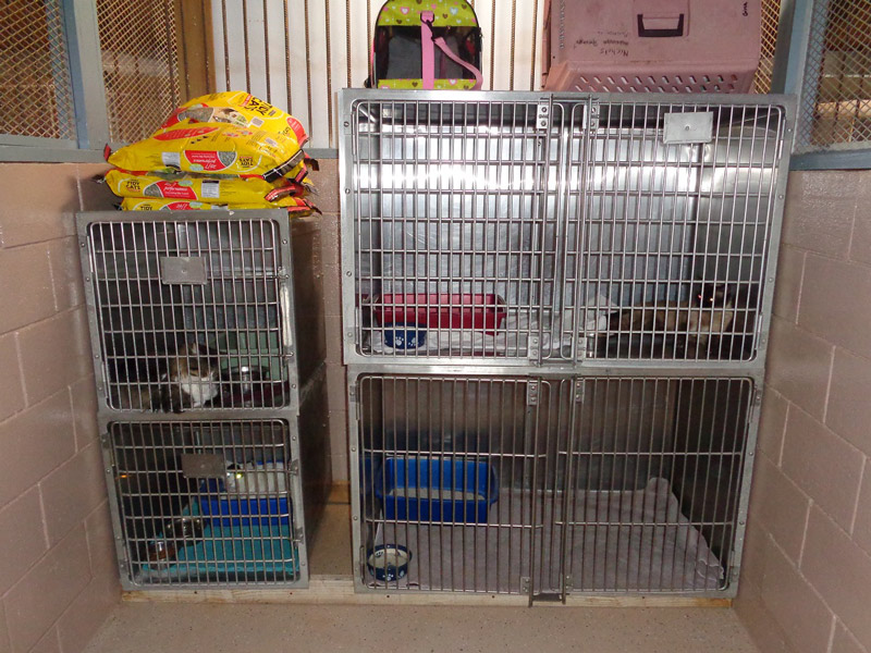 SPCA-DSC00138