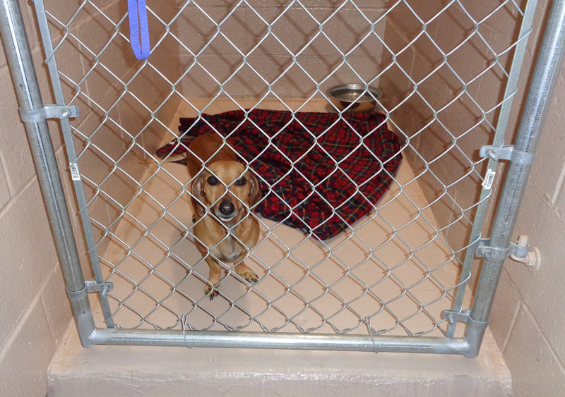 SPCA-DSC00149