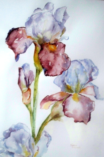 Sharon-Bortugno-Iris-Exotic