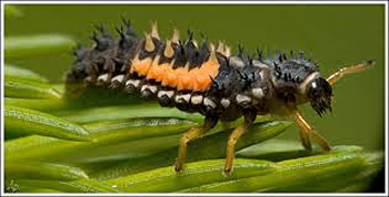 beneficial-insects-workshop-lady-bug-nymph