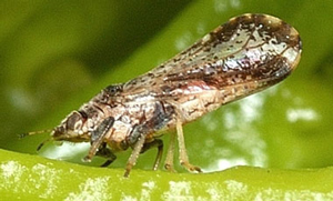 Asian-Citrus-Psyllid-1