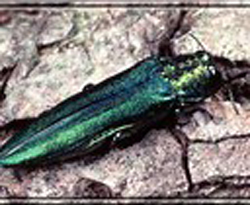 Emerald-Ash-Borer