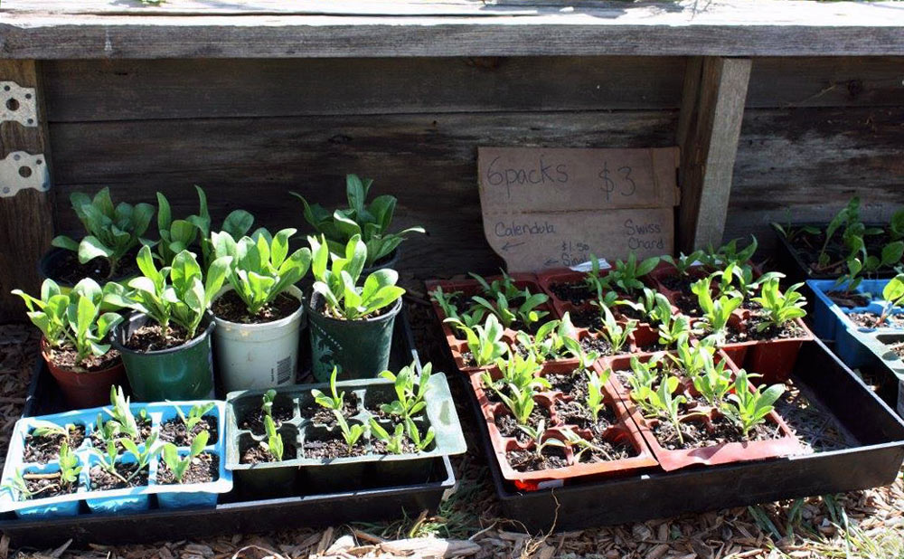 SFCS-plant-sale