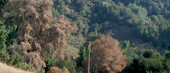 Sudden-Oak-Death-in-tanoaks