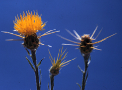 Yellow-starthistle