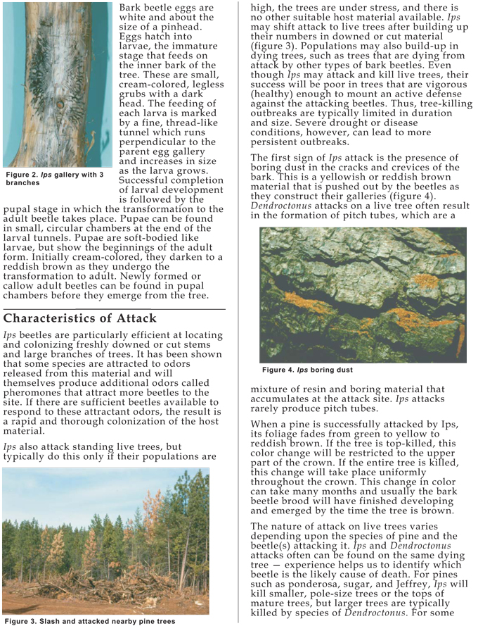 ips-beetles-in-california-pines-2